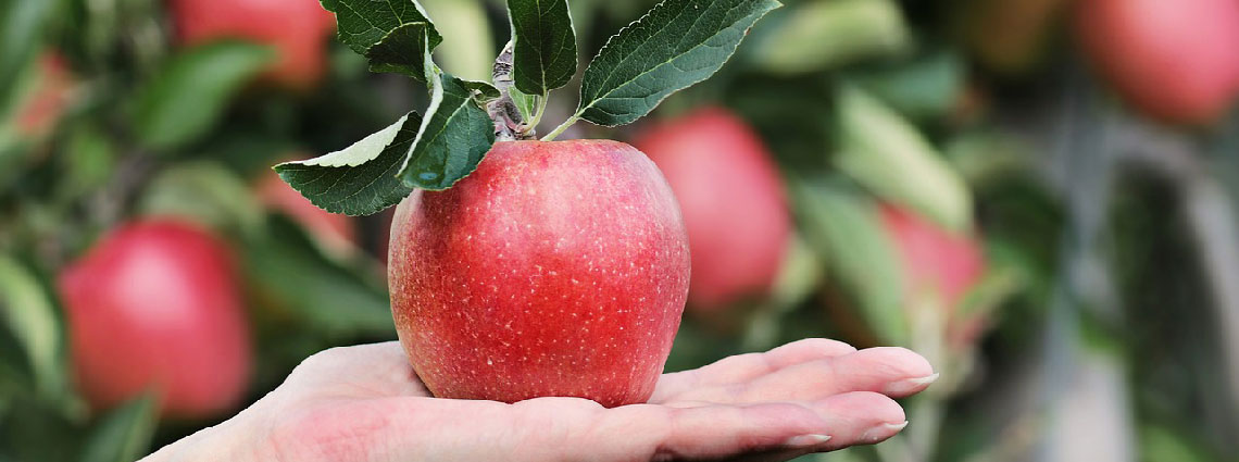 Apfel Kalorien, Kohlenhydrate & Zucker | Alle Nährwerte - sind Äpfel