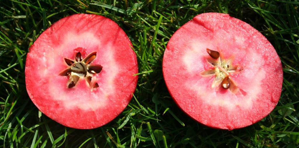 Äpfel mit rotem Fruchtfleisch Warum die RedLove Sorte nicht giftig ist!