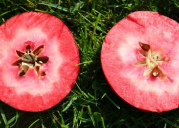 Äpfel mit rotem Fruchtfleisch| Warum die RedLove Sorte nicht giftig ist!